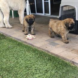 Bouvier des Flandres Puppies from Desert Diamonds Bouviers