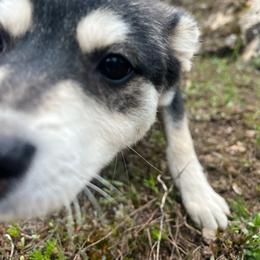 Light Green - Black and white male Alaskan Klee Kai puppy in Naples, Idaho from Kootenai Valley Klee Kai