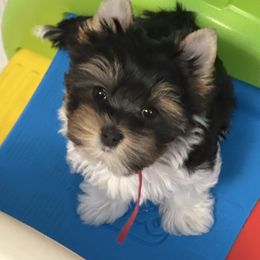 Ruby - Parti female Yorkshire Terrier puppy in Independence, Missouri from Moonbabies Yorkies