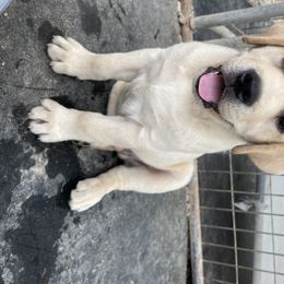 Labrador Retriever Puppies from Showtime Labradors