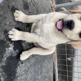 Labrador Retriever Puppies from Showtime Labradors
