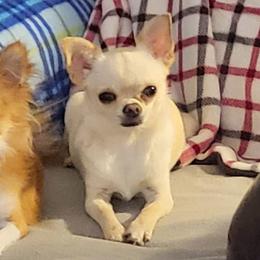 Chihuahuas from Granny's Chihuahuas