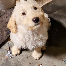 Labradoodle Puppies from Caldron Falls Doodles and Poodles