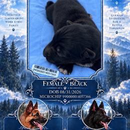 Vixen - Black female German Shepherd puppy in Yuba City, California from Barton’s German Shepherds