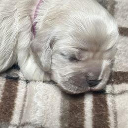 Cocker Spaniels from Livengood Cockers