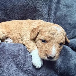 Honey, Orange Collar - Parti male Goldendoodle puppy in Valley Center, Kansas from The Goldendoodle Gal