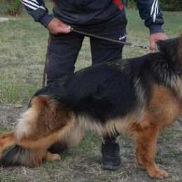 Nela - German Shepherd