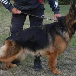 Nela - German Shepherd