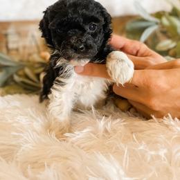 Cavapoo and Havapoo Puppies from Perfectly Playful Doodles