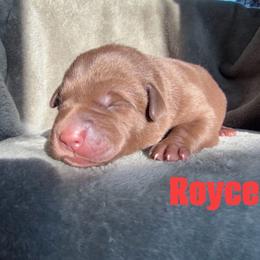 Boy 1 - Chocolate male Labrador Retriever puppy in Lucasville, Ohio from Backwoods Labradors