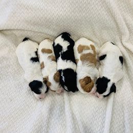 Bernedoodle and Cavapoo Puppies from Utah Mountain Doodles