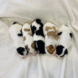 Bernedoodle and Cavapoo Puppies from Utah Mountain Doodles