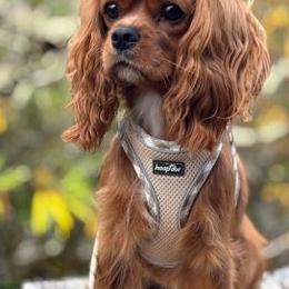 Ginger - Cavalier King Charles Spaniel