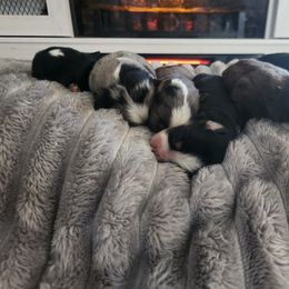 Miniature Australian Shepherd and Toy Australian Shepherd Puppies from Kinsley's Cuties & SouthPaw Creations