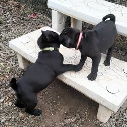 Pug Puppies from Hatfield Pugs