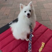 St. Pasquale - male Volpino Italiano puppy in Irvine, California from Blessed Volpino Italiano