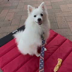 St. Pasquale - male Volpino Italiano puppy in Irvine, California from Blessed Volpino Italiano