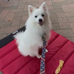 St. Pasquale - male Volpino Italiano puppy in Irvine, California from Blessed Volpino Italiano