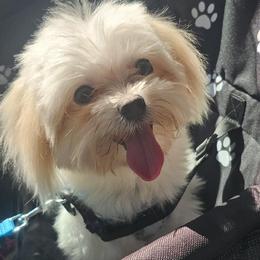 Maltese, Maltipoos, Morkies, and Yorkshire Terriers from Cocktail Puppies