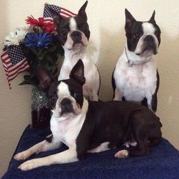Boston Terriers from BoJenx Bostons