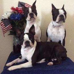 Boston Terriers from BoJenx Bostons