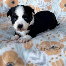Hulk - Black tri male Toy Australian Shepherd puppy in Liberty Hill, Texas from Pistol Paws Aussies