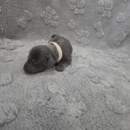 Boy 4 - male Dachshund puppy in Mulberry, Florida from J's Mini Dachshunds