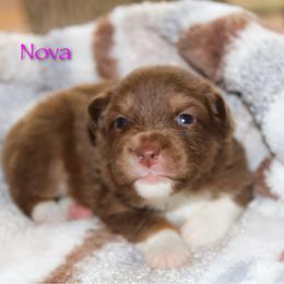 Nova - Red tri-color female Australian Shepherd puppy in Coldwater, Michigan from Northern Star Australian Shepherds
