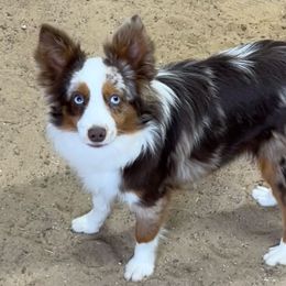 Merlin - Toy Australian Shepherd