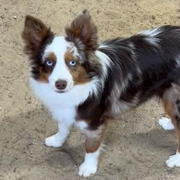 Merlin - Toy Australian Shepherd