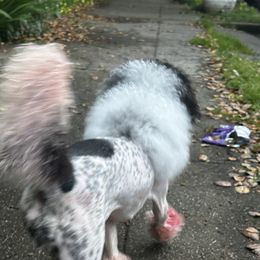 Poodles from Poodle parade