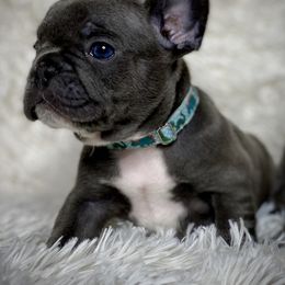 French Bulldog Puppies from Amocat Bullies