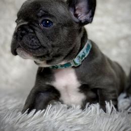 French Bulldog Puppies from Amocat Bullies