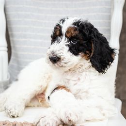 "Kale" Bearded Retriever, Bernedoodle, and Poodle Puppies from Doodle Belle Puppy