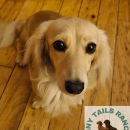Meadow - Cream female Dachshund puppy in Luttrell, Tennessee from Tiny Tails Ranch