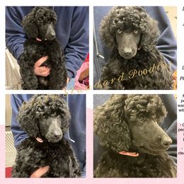 Poodle Puppies from Ocala Standard Poodles