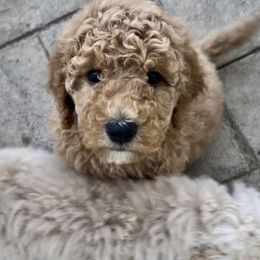 Goldendoodles from Empire Doodles