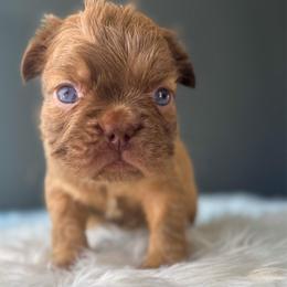 Mango - Fawn male French Bulldog puppy in Porter, Texas from Whatabulldog