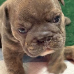 Smokey - Brindle male Bulldog puppy in Texas from Momma Bear’s bulldogs