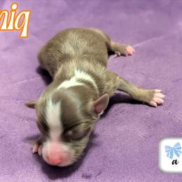 Ioniq - Red tri male Toy Australian Shepherd puppy in Mountain Home, Idaho from LJK Boxers & Toy Aussies