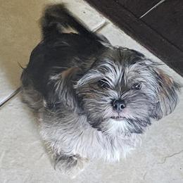 Boy 2 - Black and white male Shorkie puppy in Casselberry, Florida from Stephen DosReis