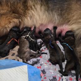 Red Collar - Reddish brown female Leonberger puppy in Perry County, Pennsylvania from Corazon de Leon Leonbergers
