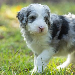 CC (Caitlyn Clark) - Merle female Sheepadoodle puppy in Charleston & Kershaw, South Carolina from Atlas Harrold-Moore Sheepadoodles, LLC   (AHMS)