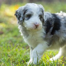 CC (Caitlyn Clark) - Merle female Sheepadoodle puppy in Charleston & Kershaw, South Carolina from Atlas Harrold-Moore Sheepadoodles, LLC   (AHMS)