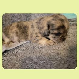 Boy 3 SC - Merle male Chihuahua puppy in Meridian, Oklahoma from Crazy Love Kennels
