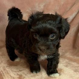 Mocha - Chocolate female Havanese puppy in Maryville, Missouri from Dreamworks Havanese