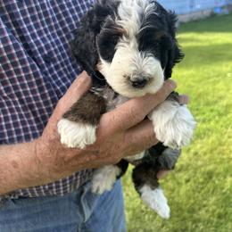 Red collar - Tri-color female Bernedoodle puppy in Cody, Wyoming from Yellowstone Breeders