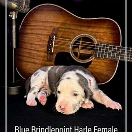 Etta - Harlequin female Great Dane puppy in Altoona, Alabama from Sovereignty Woods Great Danes