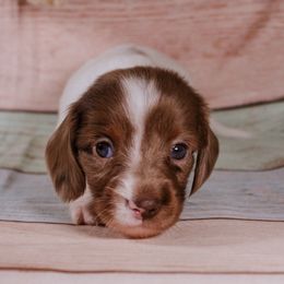 CKC piebald - Piebald female Dachshund puppy in Ocala, Florida from Darling Doxies of Ocala