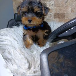 Yorkshire Terrier Puppies from BFF Yorkies